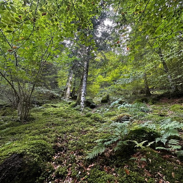Cantal6